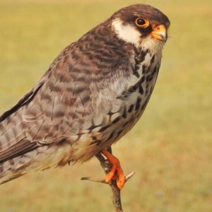 Amur falcon