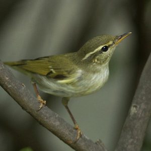 Artic warbler