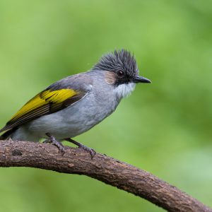 Ashy bulbul