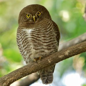 Asian-barred Owlet