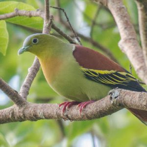 Asky headed green pigeon