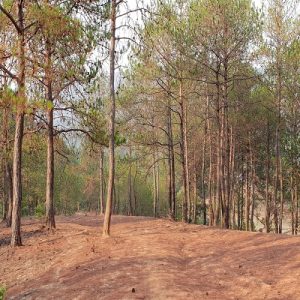 Pony trekking around Kalaw
