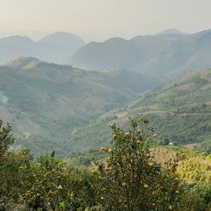 Birding Paradise Around Kalaw