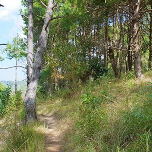 Birding Paradise Around Kalaw
