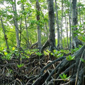 Marine Ecotourism in Lampi Islands