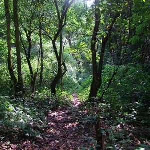 Birding Paradise Around Kalaw
