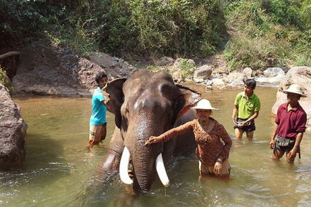 A Day in Elephant Sanctuary