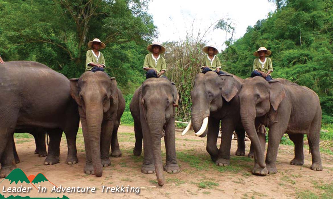 A Day in Elephant Sanctuary