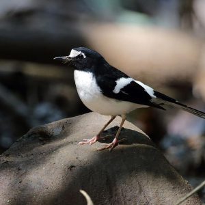 Black-backed-forktail