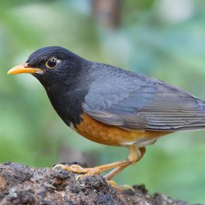 Black-breasted-thrush