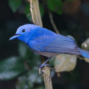 Black-naped-monarch