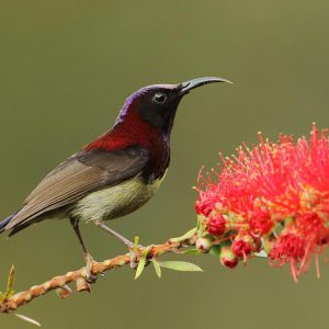 Black-throated-sunbird