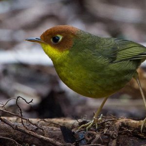 Chestnut-headed-tesia