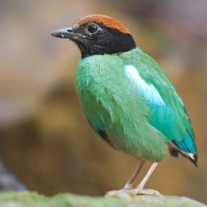 Hooded-pitta
