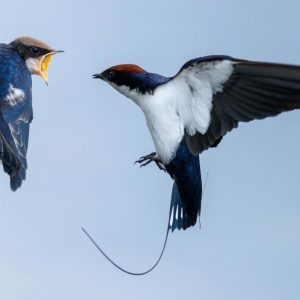 Wire-tailed-swallow