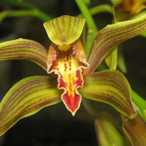 orchid8